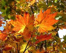 Image result for Canada Maple Tree