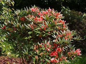 Image result for Rhododendron Tortoiseshell orange(oranje