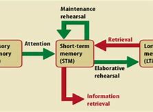 Image result for Memory Theory