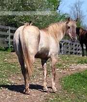 Image result for Grulla Rocky Mountain Horse