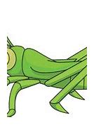 Image result for Grasshopper Cartoon