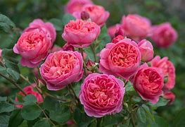 Image result for David Austin English Roses