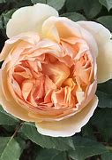 Image result for David Austin Roses 2019