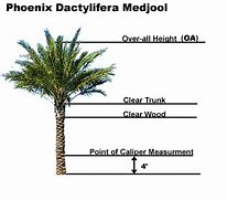 Image result for Palm Dimension Metre