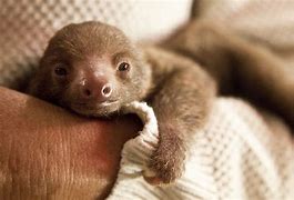 Image result for Smiling Sloth