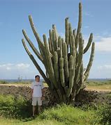 Image result for Aruba Cactus