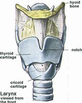 cartilago_thyroidea 的图像结果