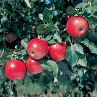 Image result for Winesap Apple Varieties