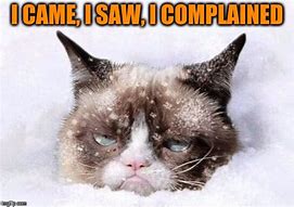 Image result for Complaining Cat Meme