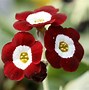 Image result for Primula auricula Blush Baby