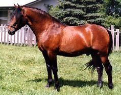 Image result for Seal Brown Horse