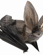 Image result for Bat Family Transparent