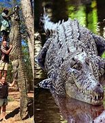 Image result for 20 Foot Crocodile