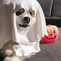 Image result for Funny Cute Pomeranian Dog