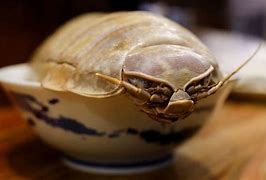 Image result for Cooked Isopod