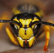 Image result for Yellowjacket