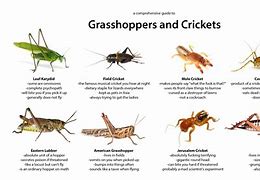 Image result for Cricket Bug vs Grasshopper