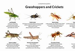 Image result for Grasshopper and Cricket