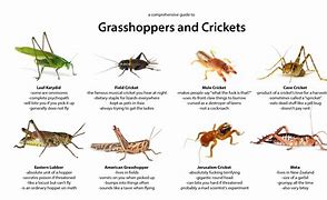 Image result for Grasshopper Characteristics