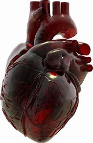 Image result for Human Heart Transparent Background