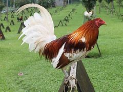Image result for Game Chicken Breeds