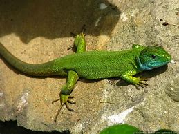 Image result for European Green Eyed Lizard