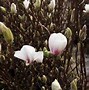 Magnolia x soulangeana Alba Superba に対する画像結果