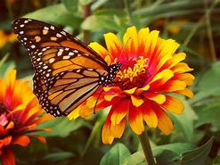 Image result for Colorful Butterflies and Flowers