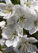 Image result for Prunus avium Bigarreau Esperen