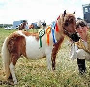 Image result for Miniature Ponies