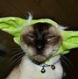 Image result for Love Cat Star Wars
