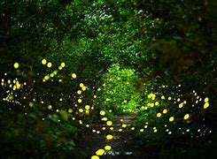Image result for Difference Firefly Lightning Bug