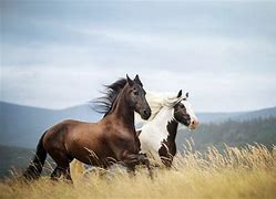 Image result for Wild Horses Running Free Wallpaper