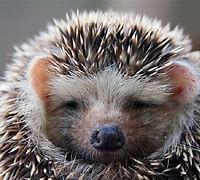 Image result for Hedgehog Eyes