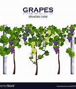 Image result for Growing Vine Clip Art