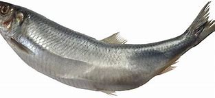 Image result for Fish Hook Transparent