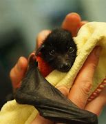 Image result for Adorable Bat