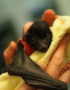 Image result for Cute Baby Bat Pics