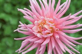 Image result for Dahlia Park Princess