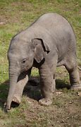 Image result for Baby Girl Elephant