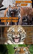 Image result for Tiger Memes