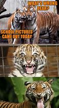 Image result for Tiger Poster Meme