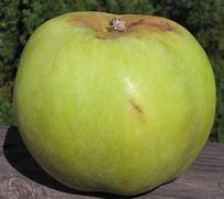 Image result for 1 Pound of Apple's