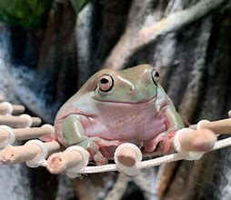 Image result for Dumpy Frog