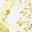 Image result for Gold Butterfly Border