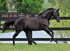 Image result for Most Beautiful Thoroughbred Stallion Horse
