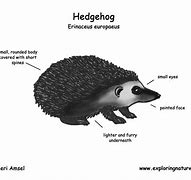 Image result for Hedgehog Anatomy Diagram