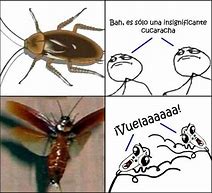 Image result for Cucaracha vs Men Memes
