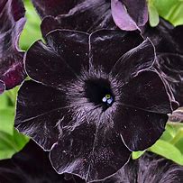 Image result for Black Mamba Flower