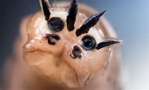 Image result for insect larva